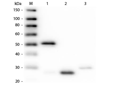 Western Blot of Anti-Rabbit IgG (H&L) (GUINEA PIG) Antibody (Min X Hu, Gt, Ms Serum Proteins)
