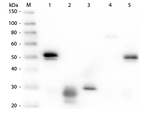 Western Blot of Anti-Rabbit IgG (H&L) (RAT) Antibody (Min X Hu, Gt, Ms Serum Proteins)