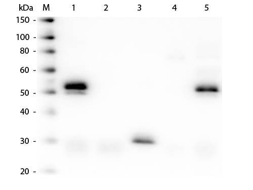 Western Blot of Anti-Rabbit IgG (H&L) (DONKEY) Antibody (Min X Bv Ch Gt GP Ham Hs Hu Ms Rt & Sh Serum Proteins)