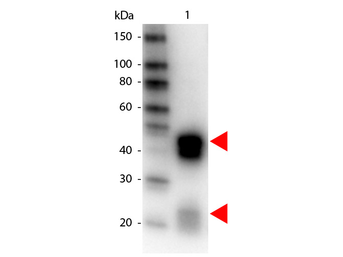 Rabbit IgG (H&L) Antibody Peroxidase Conjugated Pre-Adsorbed - Western Blot