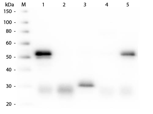 Western Blot of Anti-Rabbit IgG (H&L) (DONKEY) Antibody Peroxidase Conjugated