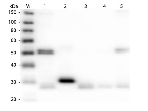 Western Blot of Anti-Rat IgG (H&L) (DONKEY) Antibody (Min X Bv Ch Gt GP Ham Hs Hu Ms Rb & Sh Serum Proteins)