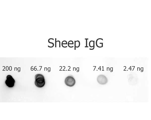 Rabbit anti-Sheep IgG Antibody Alkaline Phosphatase Conjugated DB