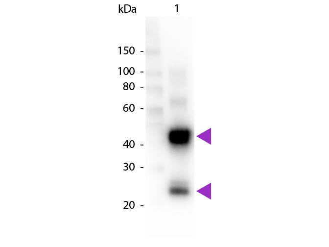 WB - Swine IgG (H&L) Antibody Peroxidase Conjugated