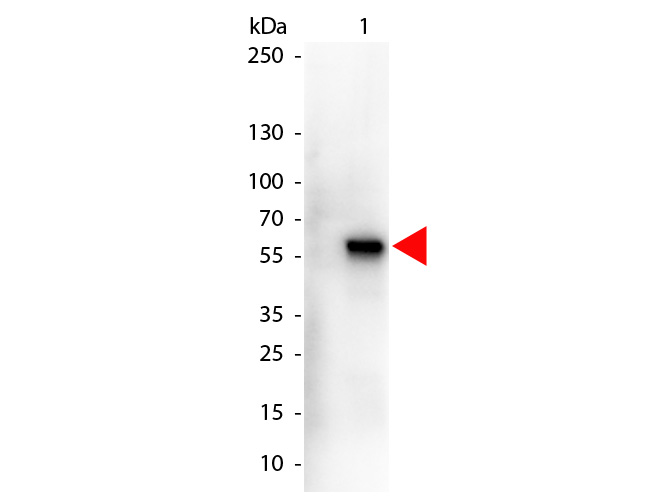 MONKEY IgA alpha Antibody Peroxidase Conjugated - Western Blot