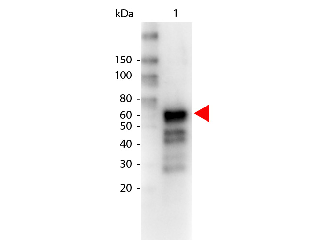 Monkey IgA (alpha chain) Antibody Biotin Conjugated - Western Blot