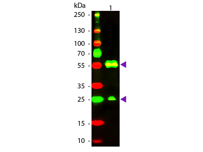 WB - Armenian Hamster IgG (H&L) Secondary Antibody Texas Red™ Conjugated