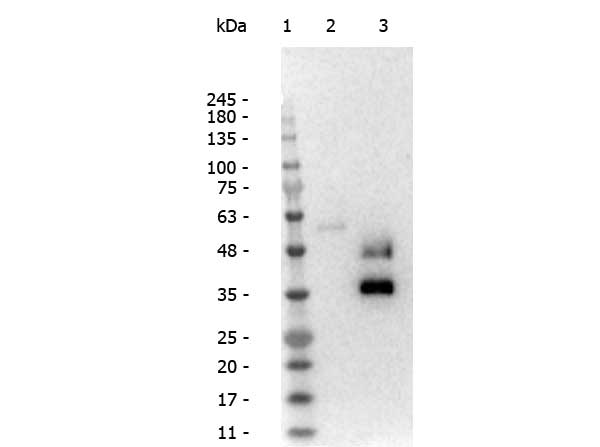 Western blot of anti-Llama IgG2 antibody