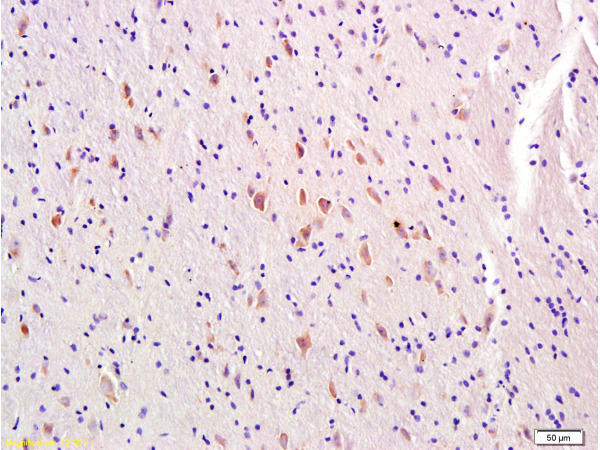 IHC-P of GRP361