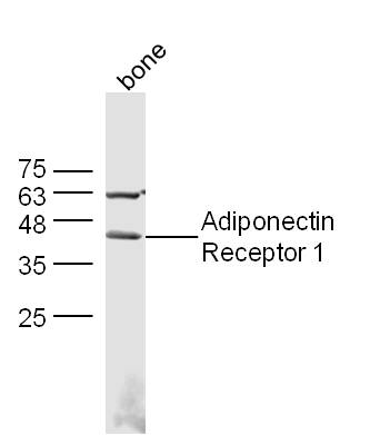 IHC-P of GRP275