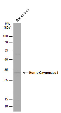 Mouse tissue extract (50 μg) was separated by 12% SDS-PAGE, and the membrane was blotted with Heme Oxygenase 1 antibody (GRP471) diluted at 1:1000. The HRP-conjugated anti-rabbit IgG antibody  was used to detect the primary antibody.