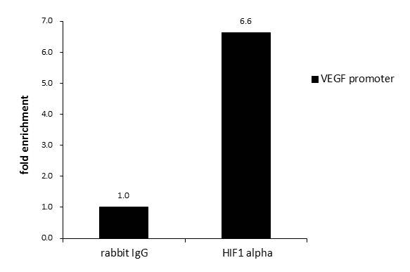 ChIP was performed with HepG2 chromatin extract and 5 ?g of either normal rabbit IgG or anti-HIF1 alpha antibody. The precipitated DNA was detected by PCR with primer set targeting to VEGF promoter.