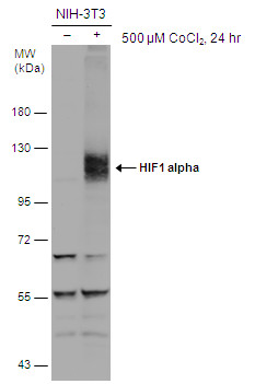 Untreated (â€“) and treated (+) NIH-3T3 whole cell extracts (30 μg) were separated by 7.5% SDS-PAGE, and the membrane was blotted with HIF1 alpha antibody (GRP517) diluted at 1:500. The HRP-conjugated anti-rabbit IgG antibody  was used to detect the pr