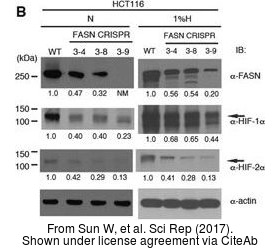 The WB analysis of HIF1 alpha antibody was published by Sun W and colleagues in the journal Sci Rep in 2017.PMID: 28775317