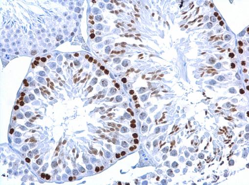 Histone H2A.XS139ph (phospho Ser139) antibody [GT2311] detects Histone H2A.XS139ph (phospho Ser139) protein at nucleus on mouse testis by immunohistochemical analysis. Sample: Paraffin-embedded mouse testis. Histone H2A.XS139ph (phospho Ser139) antibody [