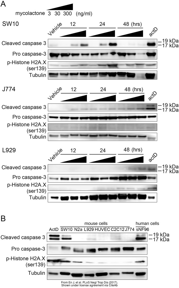 The WB analysis of Histone H2A.XS139ph (phospho Ser139) antibody [GT2311] was published by En J and colleagues in the journal PLoS Negl Trop Dis in 2017.PMID: 28783752