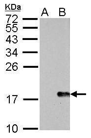 Histone H2A.X (phospho S139) antibody [GT2311] detects H2AFX protein by western blot analysis.A. 30 μg NIH-3T3 whole cell lysate/extract (untreated)B. 30 μg NIH-3T3 whole cell lysate/extract (30μM cisplatin treatment for 24hr)15% SDS-PAGEHistone 