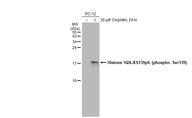 Untreated (â€“) and treated (+) PC-12 whole cell extracts (30 μg) were separated by 15% SDS-PAGE, and the membrane was blotted with Histone H2A.XS139ph (phospho Ser139) antibody (GRP519) diluted at 1:1000. The HRP-conjugated anti-rabbit IgG antibody  w