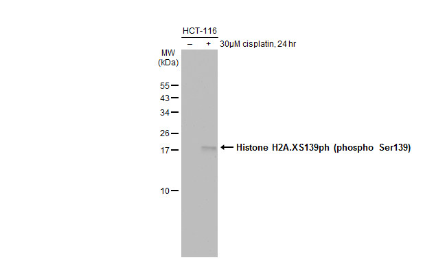 Untreated (â€“) and treated (+) HCT-116 whole cell extracts (30 μg) were separated by 15% SDS-PAGE, and the membrane was blotted with Histone H2A.XS139ph (phospho Ser139) antibody (GRP519) diluted at 1:1000. The HRP-conjugated anti-rabbit IgG antibody 