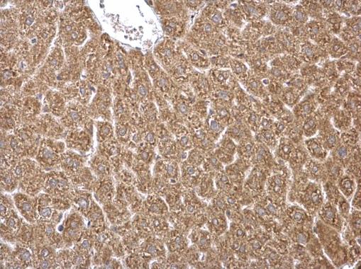 HMGCS1 antibody detects HMGCS1 protein at cytosol on mouse intestine by immunohistochemical analysis. Sample: Paraffin-embedded mouse intestine.  HMGCS1 antibody (GRP502) dilution: 1:500.