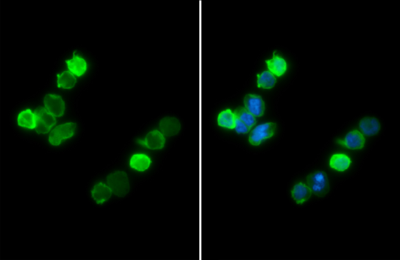 Iba1 antibody detects Iba1 protein at cytoplasm by immunofluorescent analysis.Sample: THP-1 cells were fixed in 4% paraformaldehyde at RT for 15 min.Green: Iba1 stained by Iba1 antibody (GRP545) diluted at 1:500.Blue: Hoechst 33342 staining.