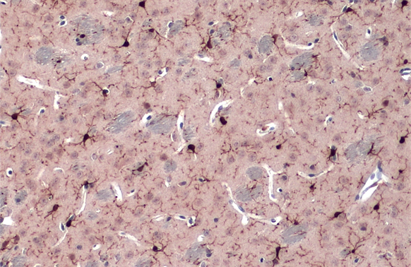 Iba1 antibody detects Iba1 protein at cell membrane and cytoplasm by immunohistochemical analysis.Sample: Paraffin-embedded mouse brain.Iba1 stained by Iba1 antibody (GRP545) diluted at 1:500.Antigen Retrieval: Citrate buffer, pH 6.0, 15 min