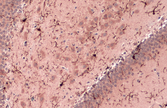 Iba1 antibody detects Iba1 protein at cell membrane and cytoplasm by immunohistochemical analysis.Sample: Paraffin-embedded rat brain.Iba1 stained by Iba1 antibody (GRP545) diluted at 1:500.Antigen Retrieval: Citrate buffer, pH 6.0, 15 min