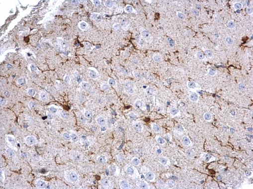 Iba1 antibody detects Iba1 protein on mouse fore brain by immunohistochemical analysis. Sample: Paraffin-embedded mouse fore brain. Iba1 antibody (GRP545) dilution: 1:500.