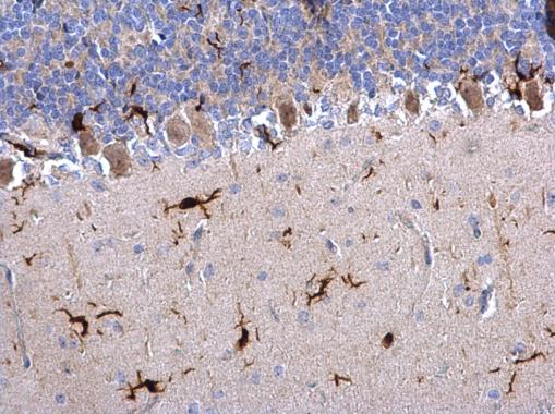 Iba1 antibody detects Iba1 protein on rat hind brain by immunohistochemical analysis. Sample: Paraffin-embedded rat hind brain. Iba1 antibody (GRP545) dilution: 1:500.