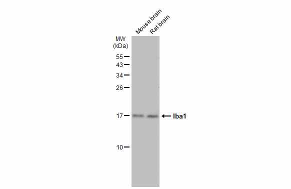 Various tissue extracts (50 μg) were separated by 15% SDS-PAGE, and the membrane was blotted with Iba1 antibody (GRP545) diluted at 1:1000. The HRP-conjugated anti-rabbit IgG antibody  was used to detect the primary antibody.
