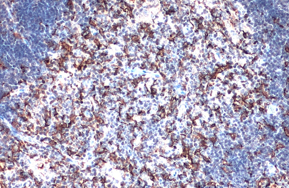 Iba1 antibody detects Iba1 protein at cytoplasm by immunohistochemical analysis.Sample: Paraffin-embedded mouse thymus gland.Iba1 stained by Iba1 antibody (GRP556) diluted at 1:500.Antigen Retrieval: Citrate buffer, pH 6.0, 15 min