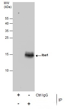 Immunoprecipitation of Iba1 protein from K562 whole cell extracts using 5 ?g of Iba1 antibody (GRP556).Western blot analysis was performed using Iba1 antibody (GRP556).EasyBlot anti-Rabbit IgG  was used as a secondary reagent.