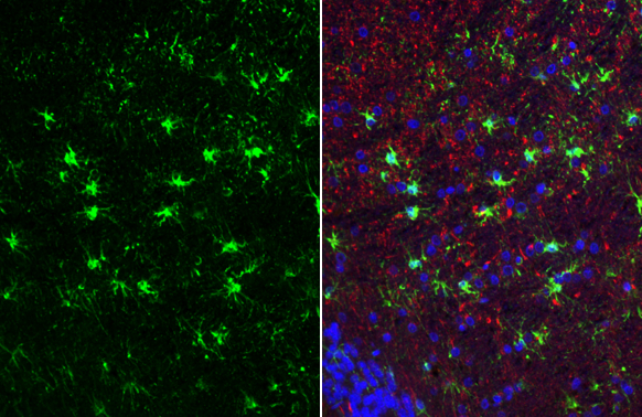 IL1 beta antibody detects IL1 beta protein at microglia by immunohistochemical analysis.Sample: Paraffin-embedded rat cerebellum.Green: IL1 beta stained by IL1 beta antibody (GRP629) diluted at 1:250.Red: NF-H, a neuron marker, stained by NF-H antibody [G