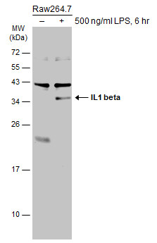 Raw264.7 whole cell extracts (30 μg) were separated by 12% SDS-PAGE, and the membrane was blotted with IL1 beta antibody (GRP629) diluted at 1:1000. The HRP-conjugated anti-rabbit IgG antibody  was used to detect the primary antibody.