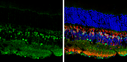 Islet 1 antibody detects Islet 1 protein by immunohistochemical analysis.Sample: Frozen sectioned adult mouse retina. Green: Islet 1 protein stained by Islet 1 antibody (GRP563) diluted at 1:250.Red: Protein kinase C alpha staining.Blue: Fluoroshield with