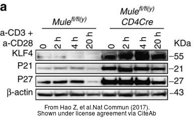 The WB analysis of KLF4 antibody was published by Hao Z and colleagues in the journal Nat Commun in 2017 .