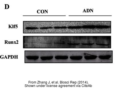 The WB analysis of KLF5 antibody was published by Zhang J and colleagues in the journal Biosci Rep in 2014.PMID: 25205373
