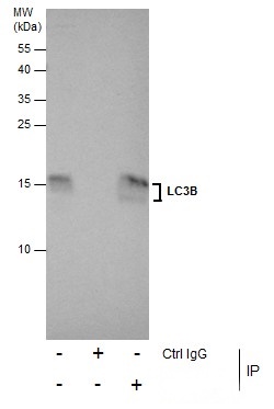 Immunoprecipitation of LC3B protein from U87-MG whole cell extracts using 5 ?g of LC3B antibody (GRP521).Western blot analysis was performed using LC3B antibody (GRP521).EasyBlot anti-Rabbit IgG  was used as a secondary reagent.
