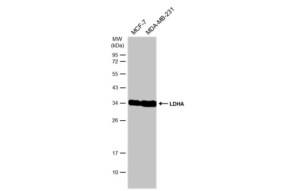 Various whole cell extracts (30 μg) were separated by 12% SDS-PAGE, and the membrane was blotted with LDHA antibody (GRP473) diluted at 1:1000. The HRP-conjugated anti-rabbit IgG antibody  was used to detect the primary antibody.