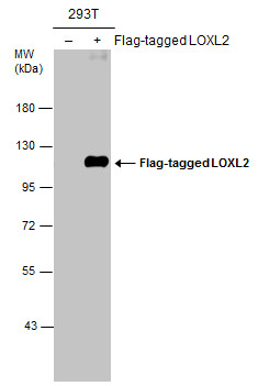 Non-transfected (â€“) and transfected (+) 293T whole cell extracts (30 ?g) were separated by 7.5% SDS-PAGE, and the membrane was blotted with LOXL2 antibody (GRP488) diluted at 1:5000.