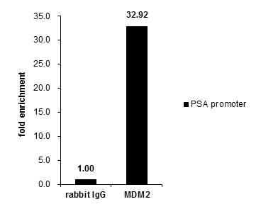 Cross-linked ChIP was performed with PC-3 chromatin extract and 5 ?g of either control rabbit IgG or anti-MDM2 antibody. The precipitated DNA was detected by PCR with primer set targeting to PSA promoter.