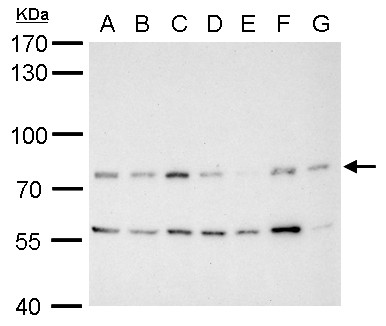 MDM2 antibody detects MDM2 protein by western blot analysis.A. 30 μg Neuro2A whole cell lysate/extract B. 30 μg GL261 whole cell lysate/extract C. 30 μg C8D30 whole cell lysate/extract D. 30 μg NIH-3T3 whole cell lysate/extract E. 30 μg BCL