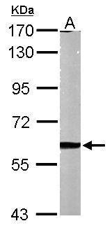 Sample (50 μg of whole cell lysate)  A: Mouse brain  7.5% SDS PAGE  GRP486 diluted at 1:1000 The HRP-conjugated anti-rabbit IgG antibody  was used to detect the primary antibody.
