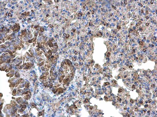 Monoamine Oxidase B antibody [N2C3] detects Monoamine Oxidase B protein at cytoplasm on mouse lung by immunohistochemical analysis. Sample: Paraffin-embedded mouse lung. Monoamine Oxidase B antibody [N2C3] (GRP570) diluted at 1:500.