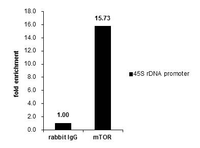 Cross-linked ChIP was performed with 293T chromatin extract and 5 ?g of either control rabbit IgG or anti-mTOR antibody. The precipitated DNA was detected by PCR with primer set targeting to 45S rDNA promoter .
