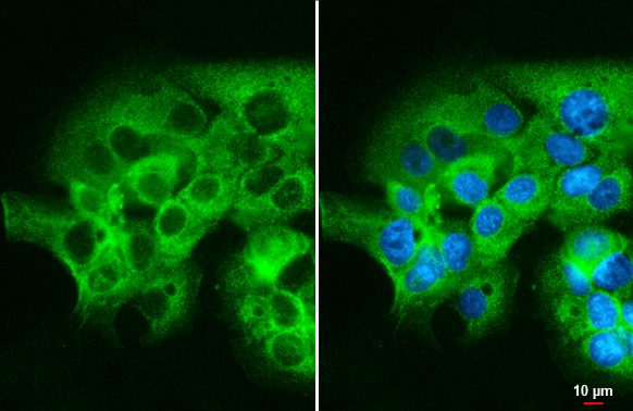 mTOR antibody [C3], C-term detects mTOR protein at cytoplasm by immunofluorescent analysis.Sample: MCF-7 cells were fixed in ice-cold MeOH for 5 min.Green: mTOR stained by mTOR antibody [C3], C-term (GRP476) diluted at 1:2000.Blue: Hoechst 33342 staining.
