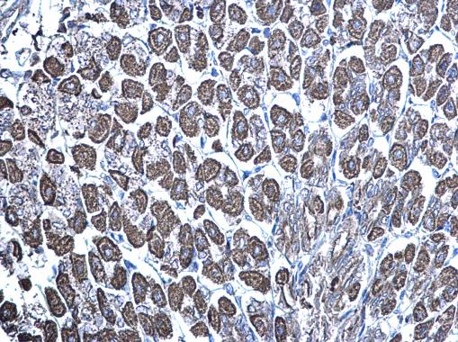 mTOR antibody [C3], C-term detects mTOR protein at mitochondria on mouse stomach by immunohistochemical analysis. Sample: Paraffin-embedded mouse stomach. mTOR antibody [C3], C-term (GRP476) diluted at 1:500.