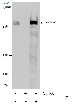 Immunoprecipitation of mTOR protein from 293T whole cell extracts using 5 ?g of mTOR antibody [C3], C-term (GRP476).Western blot analysis was performed using mTOR antibody [C3], C-term (GRP476).EasyBlot anti-Rabbit IgG  was used as a secondary reagent.