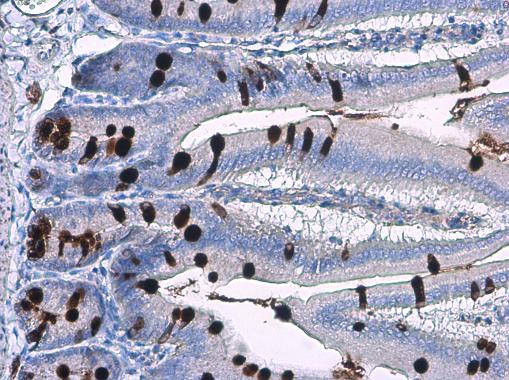 MUC2 antibody [C3], C-term detects secreted MUC2 protein by immunohistochemical analysis.Sample: Paraffin-embedded mouse intestine.MUC2 stained by MUC2 antibody [C3], C-term (GRP466) diluted at 1:2000.