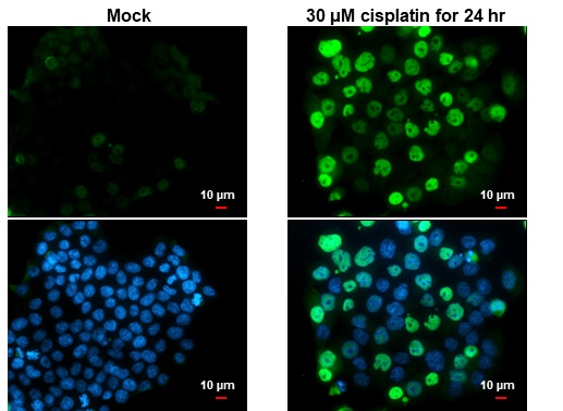 p21 Cip1 antibody [GT1032] detects p21 Cip1 protein at nucleus by immunofluorescent analysis.Sample: Mock and treated HCT116 cells were fixed in 4% paraformaldehyde at RT for 15 min.Green: p21 Cip1 stained by p21 Cip1 antibody [GT1032] (GRP532) diluted at